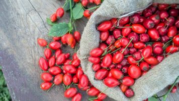 cynorrhodon vitamine C